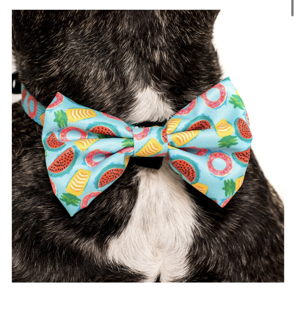 Big and Little Dogs Halsband A Splashing Good Time ( XSMALL ) - Premium halsband > hondenhalsband from Big and Little Dogs - Just €10! Shop now at Frenkiezdogshop