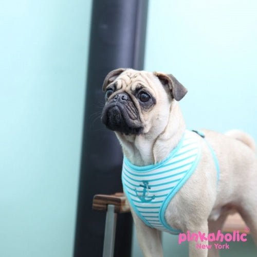 Pinkaholic Matelot harness Aqua hondentuig > honden harnas > model A Small