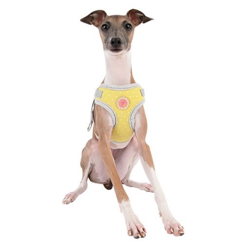 Pinkaholic Lalo Harness C Lime - Premium hondentuig > honden harnas from Pinkaholic - Just €10! Shop now at Frenkiezdogshop
