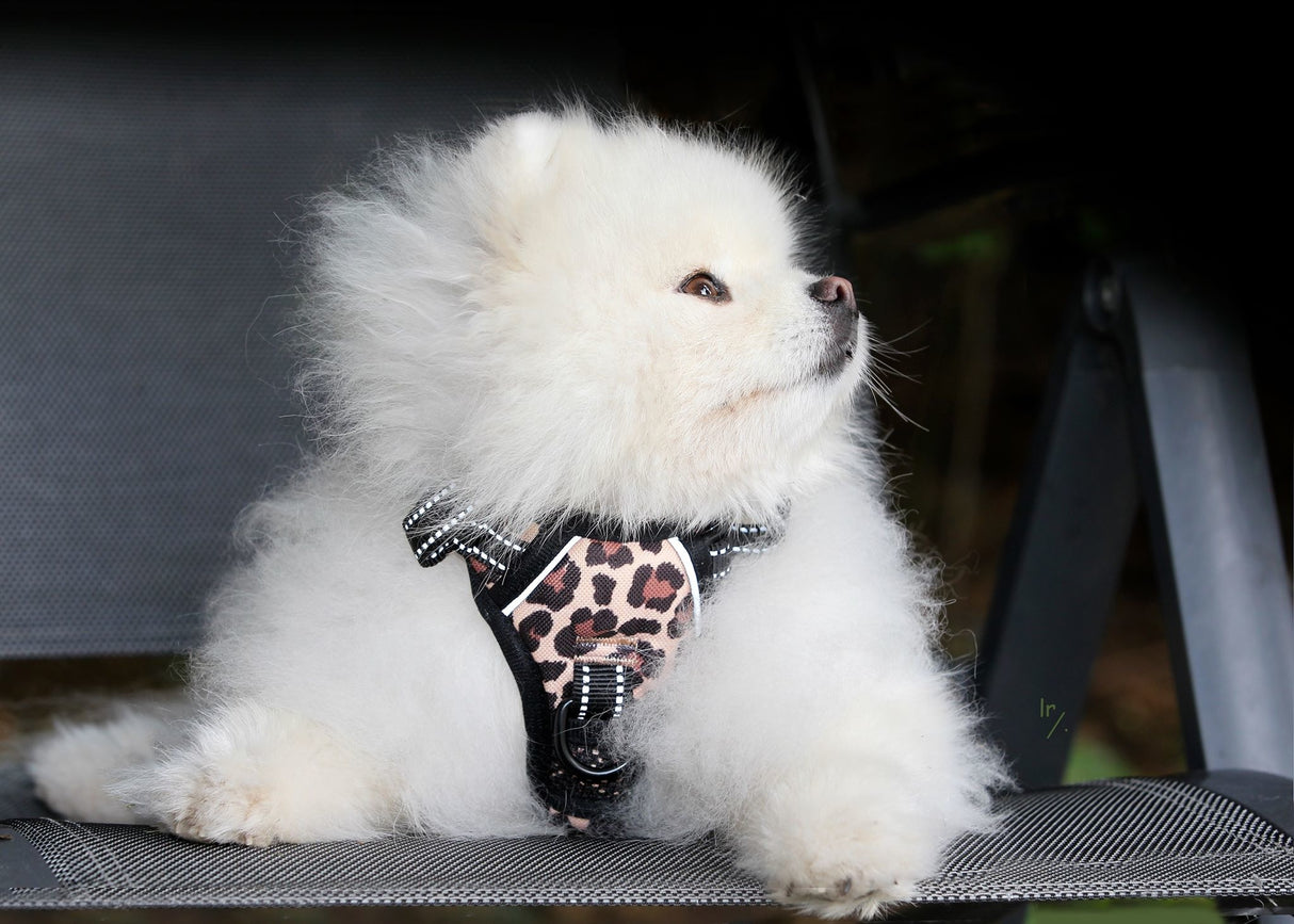 Frenkiez reflective Y tuig no pull dogharness Light leopard XL - Premium hondentuig > honden harnas from Frenkiez - Just €23.99! Shop now at Frenkiezdogshop