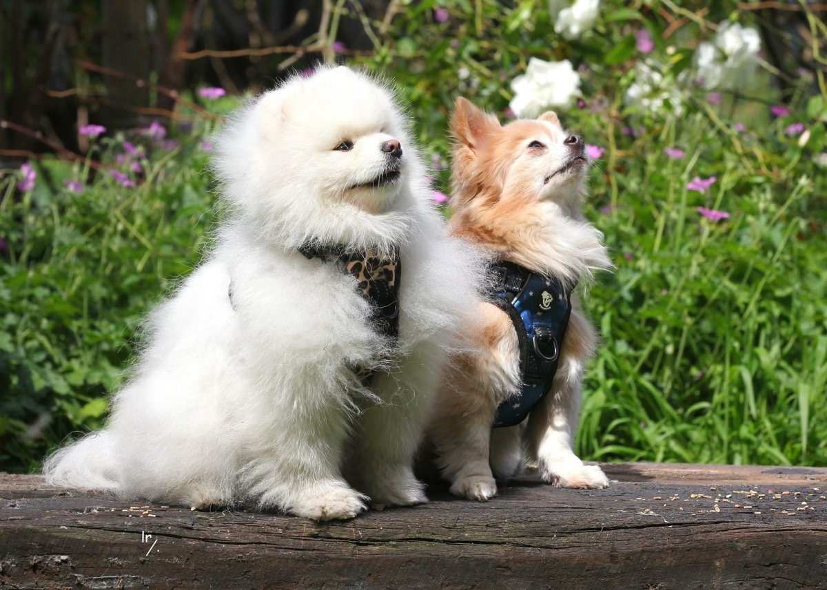 Frenkiez reflective Y tuig no pull dogharness blue stars hondentuig > honden harnas > Y tuigen X - Small