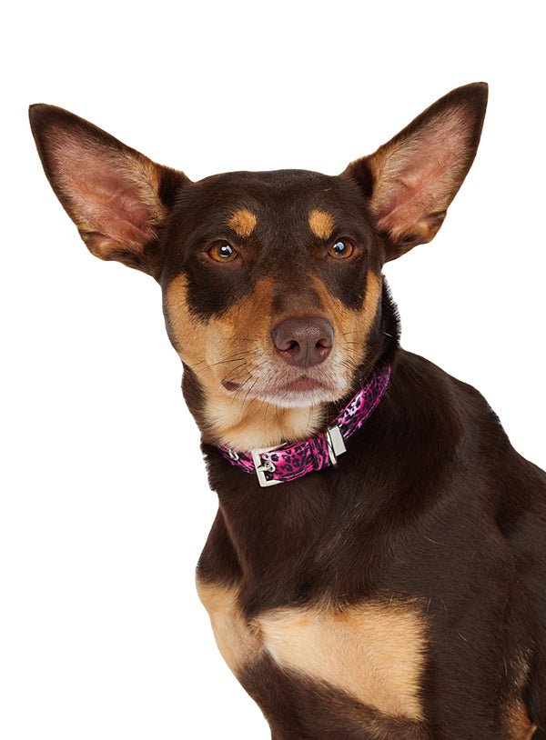 Urban Pup Halsband Pink Leopard halsband > hondenhalsband Small