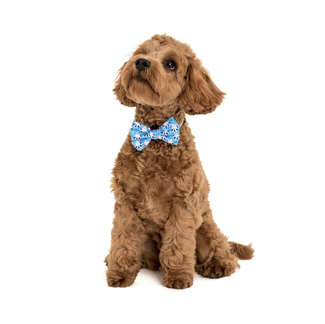 Big and Little Dogs Halsband Feeling Nauti ( XSMALL & MEDIUM ) - Premium halsband > hondenhalsband from Big and Little Dogs - Just €10! Shop now at Frenkiezdogshop