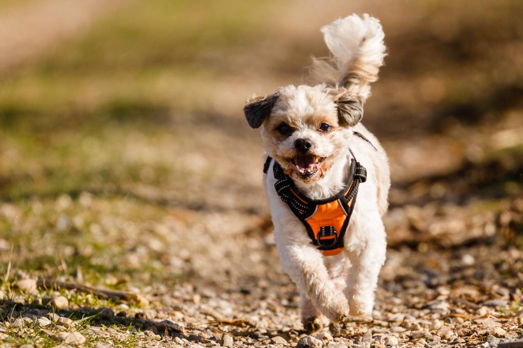 Frenkiez reflective Y tuig dog harness orange - Premium hondentuig > honden harnas from Frenkiez - Just €20! Shop now at Frenkiezdogshop