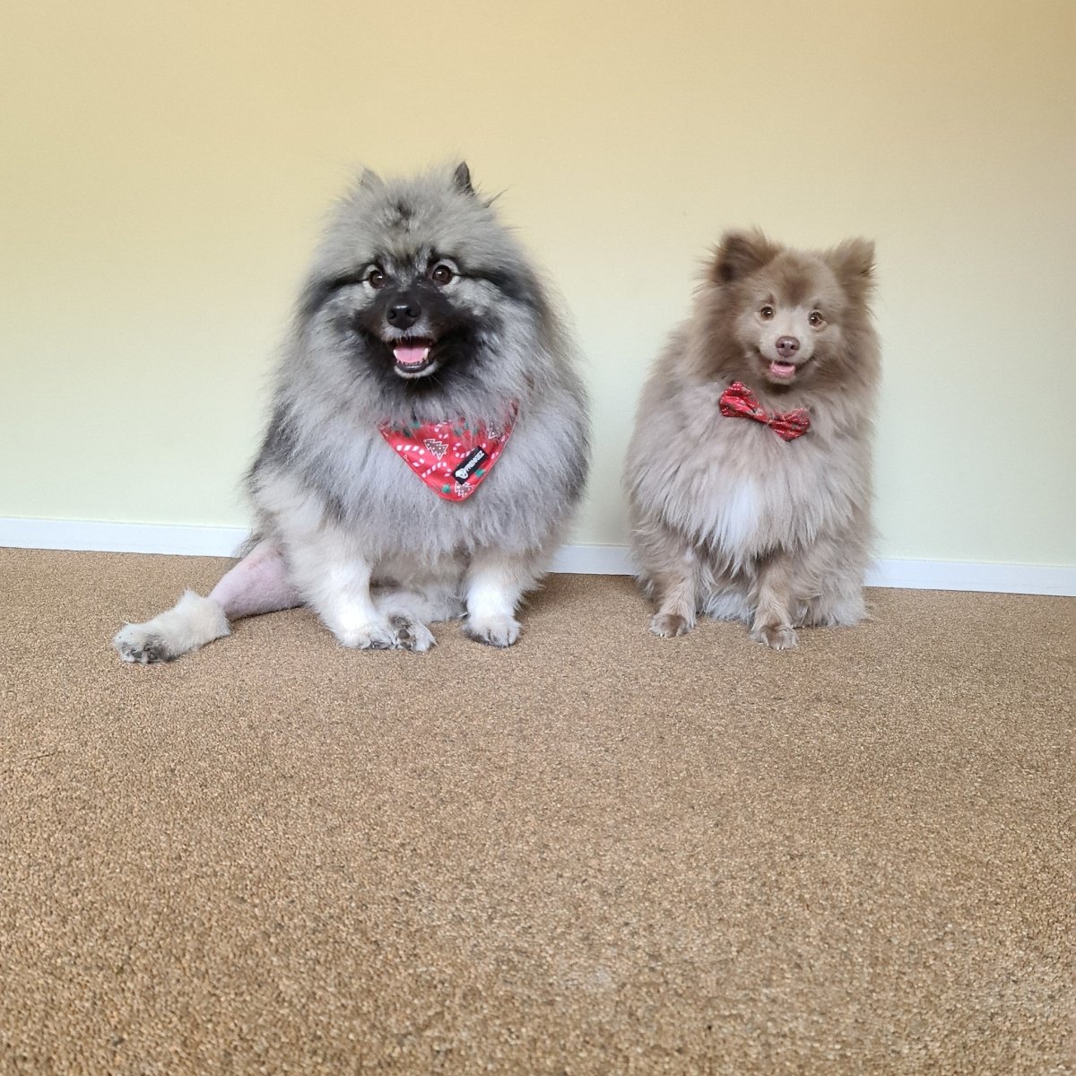 Frenkiez Christmas Bandana Red Christmas Hondenkleding > bandana Small