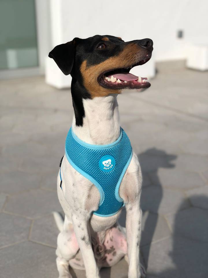 Dukier Basic Harness Blue hondentuig > honden harnas > model A X - Small