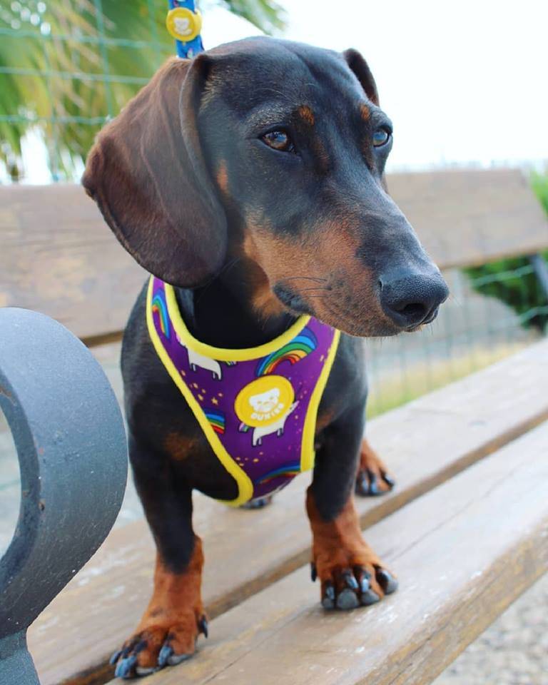 Dukier Reversible Harness rainbow ( ALLEEN XL ) - Premium hondentuig > honden harnas from Dukier - Just €10! Shop now at Frenkiezdogshop