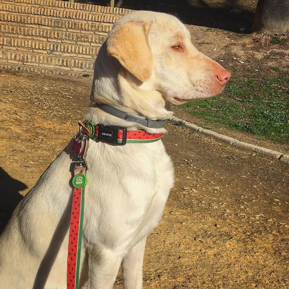 Dukier Halsband watermelon - Premium halsband > hondenhalsband from Dukier - Just €12.99! Shop now at Frenkiezdogshop