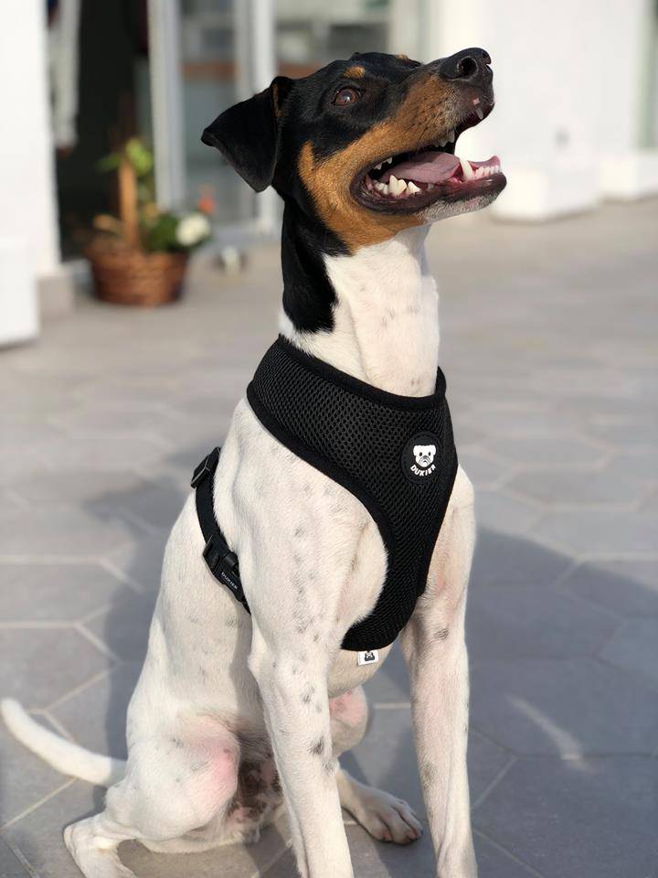 Dukier Basic Harness Black - Premium hondentuig > honden harnas from Dukier - Just €10! Shop now at Frenkiezdogshop