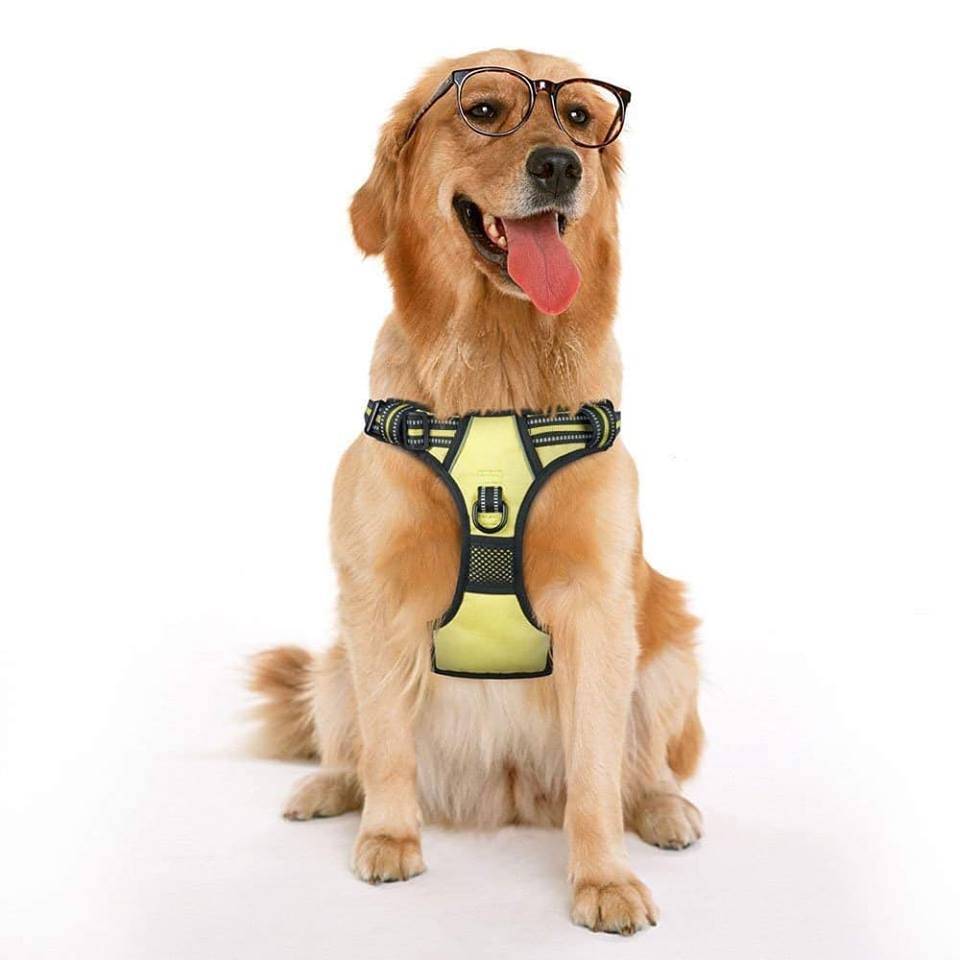 Frenkiez reflective no pull dog harness yellow/green - Premium hondentuig > honden harnas from Frenkiez - Just €5! Shop now at Frenkiezdogshop