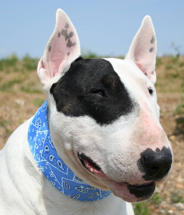 Animal Gear Aqua Coolkeeper Cooling Collar Cooling > Koelvest Pacific Blue, Maat: 01 XXS 12 - 16 cm x 2 cm