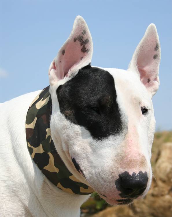 Animal Gear Aqua Coolkeeper Cooling Collar Cooling > Koelvest Pacific Blue, Maat: 01 XXS 12 - 16 cm x 2 cm