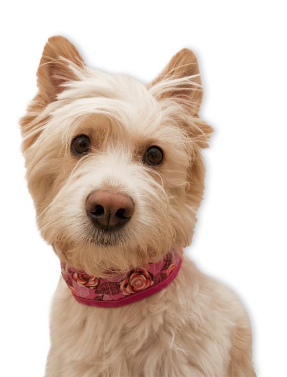 Animal Gear Aqua Coolkeeper Cooling Collar Cooling > Koelvest Pacific Blue, Maat: 01 XXS 12 - 16 cm x 2 cm