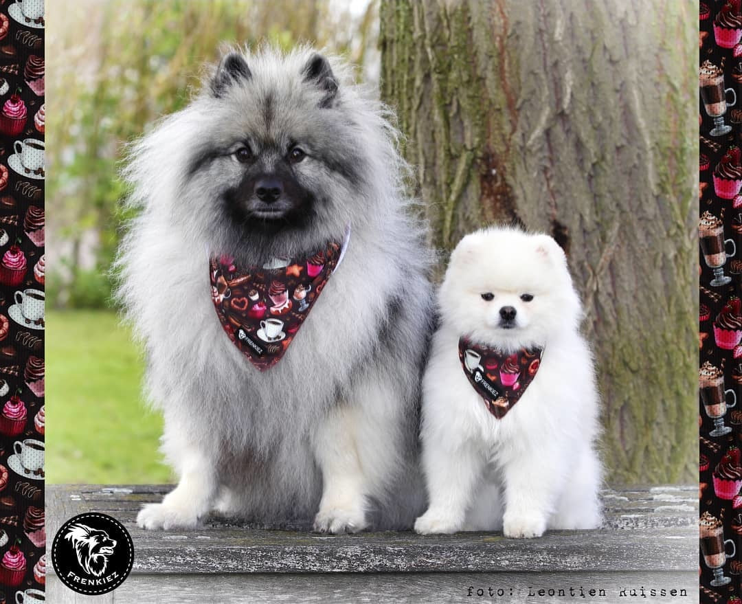 Frenkiez Cooling Bandana Coffee Sprinkles - Premium Hondenkleding > bandana from Frenkiez - Just €5! Shop now at Frenkiezdogshop