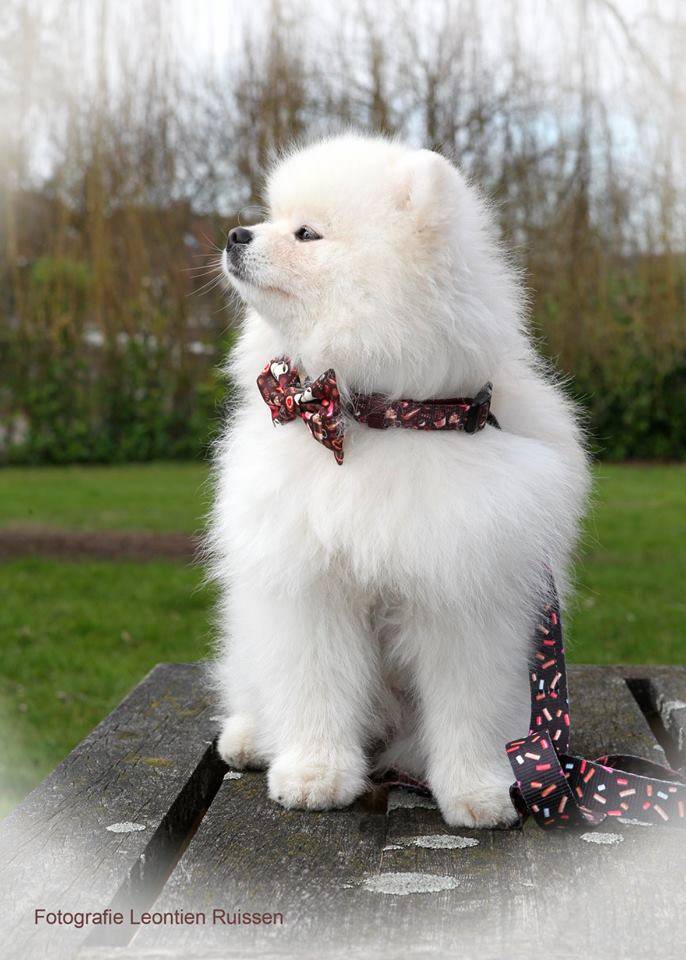 Frenkiez Strik Coffee Sprinkles - Premium Hondenstrik > strik from Frenkiez - Just €5! Shop now at Frenkiezdogshop