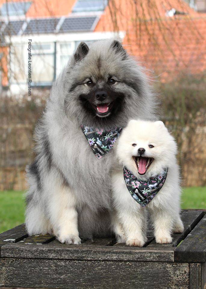 Frenkiez Cooling Bandana Maki Flower - Premium Hondenkleding > bandana from Frenkiez - Just €5! Shop now at Frenkiezdogshop