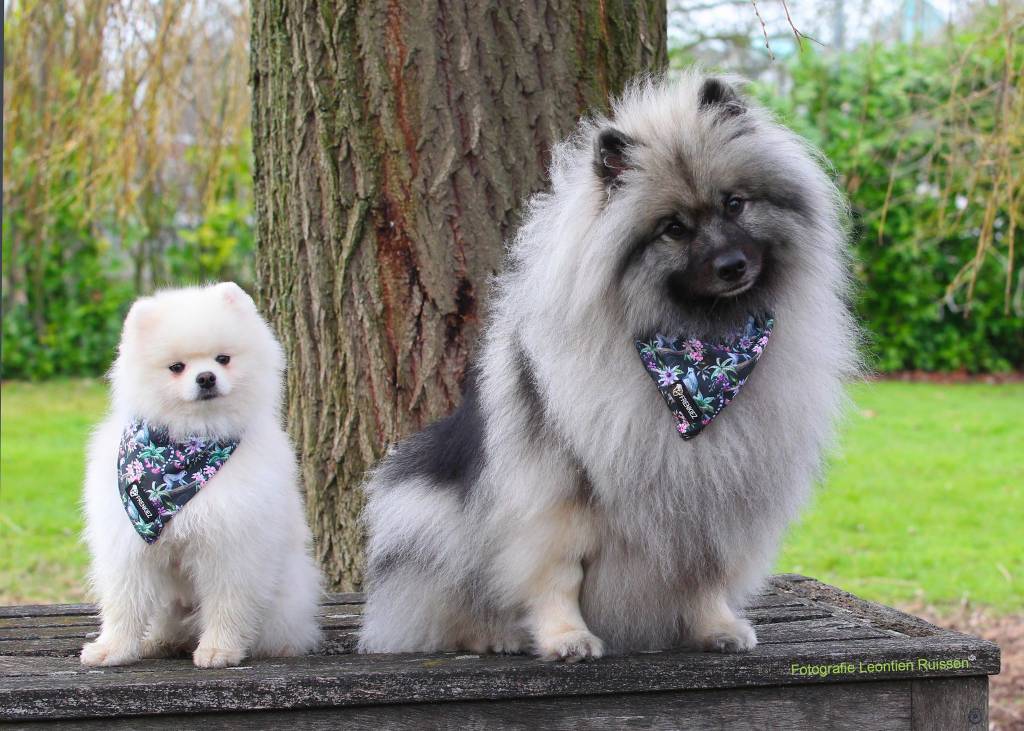 Frenkiez Cooling Bandana Maki Flower - Premium Hondenkleding > bandana from Frenkiez - Just €5! Shop now at Frenkiezdogshop