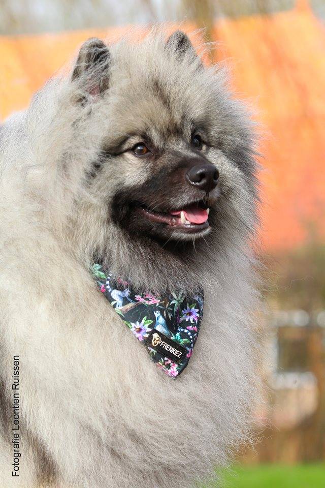 Frenkiez Cooling Bandana Maki Flower - Premium Hondenkleding > bandana from Frenkiez - Just €5! Shop now at Frenkiezdogshop