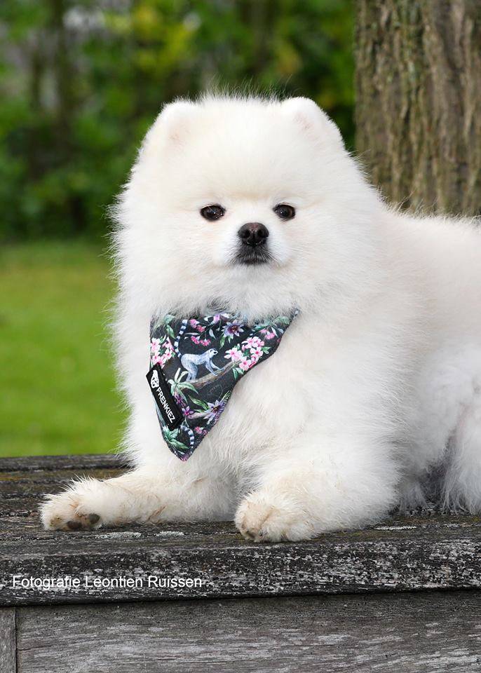 Frenkiez Cooling Bandana Maki Flower - Premium Hondenkleding > bandana from Frenkiez - Just €5! Shop now at Frenkiezdogshop