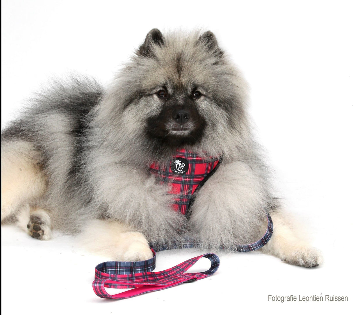 Frenkiez Reversible Harness BarkBerry red - Premium hondentuig > honden harnas from Frenkiez - Just €10! Shop now at Frenkiezdogshop