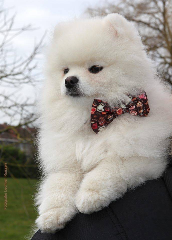 Frenkiez Strik Coffee Sprinkles - Premium Hondenstrik > strik from Frenkiez - Just €5! Shop now at Frenkiezdogshop