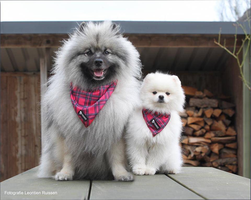 Frenkiez Cooling Bandana BarkBerry Red - Premium Hondenkleding > bandana from Frenkiez - Just €5! Shop now at Frenkiezdogshop