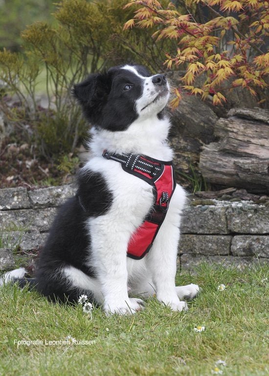 Frenkiez reflective Y tuig no pull dogharness Red hondentuig > honden harnas > Y tuigen X - Small