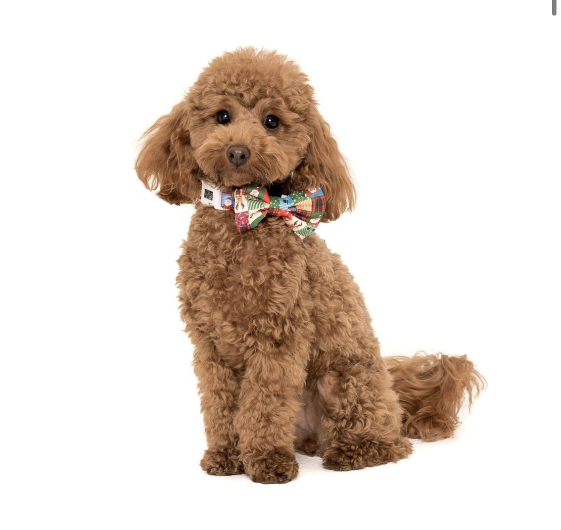 Big and Little Dogs Halsband Silly Season ( XS & M ) - Premium halsband > hondenhalsband from Big and Little Dogs - Just €10! Shop now at Frenkiezdogshop