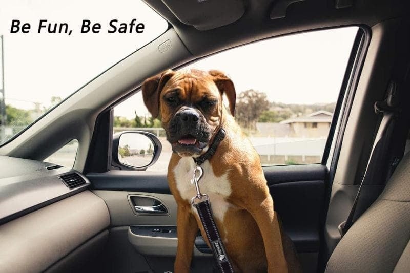 Frenkiez reflective dog leash carseatbelt orange - Premium hondenriem > hondenlijn from Frenkiez - Just €10! Shop now at Frenkiezdogshop