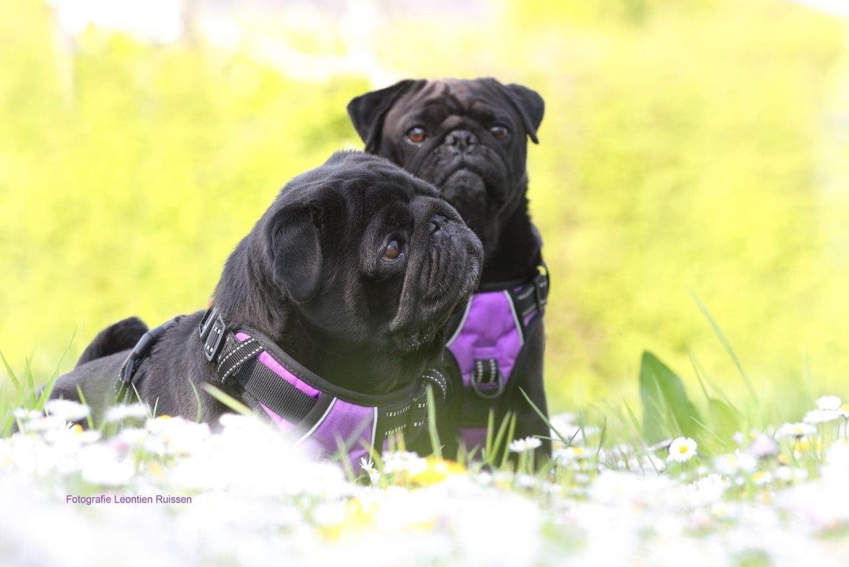 Frenkiez reflective no pull lockable dog harness purple - Premium hondentuig > honden harnas from Frenkiez - Just €24.99! Shop now at Frenkiezdogshop