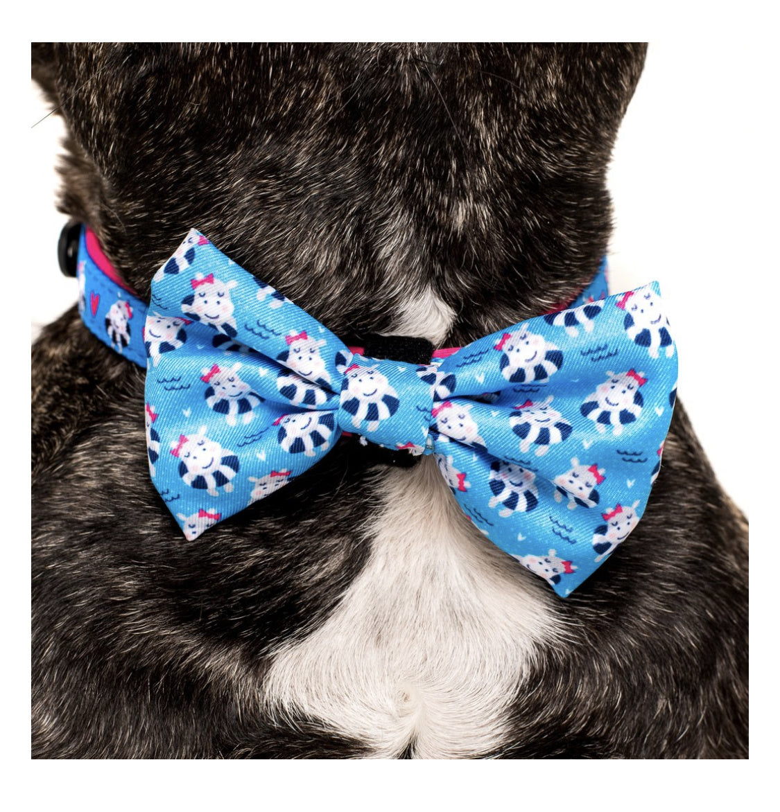 Big and Little Dogs Halsband Feeling Nauti ( XSMALL & MEDIUM ) - Premium halsband > hondenhalsband from Big and Little Dogs - Just €10! Shop now at Frenkiezdogshop