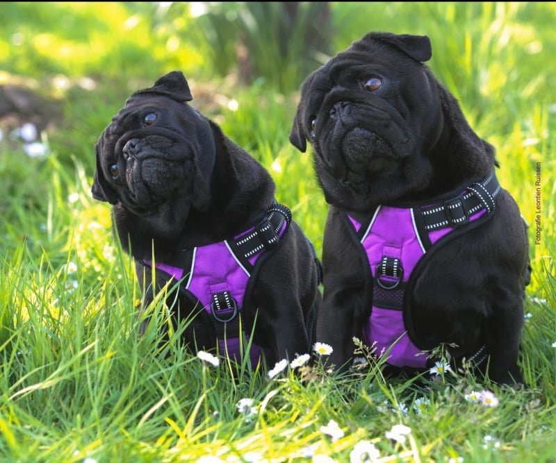 Frenkiez reflective no pull dog harness purple Small hondentuig > honden harnas > Y tuigen Small