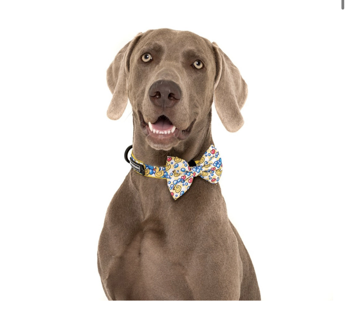 Big and Little Dogs Halsband Rubber Ducky ( SMALL ) - Premium halsband > hondenhalsband from Big and Little Dogs - Just €10! Shop now at Frenkiezdogshop