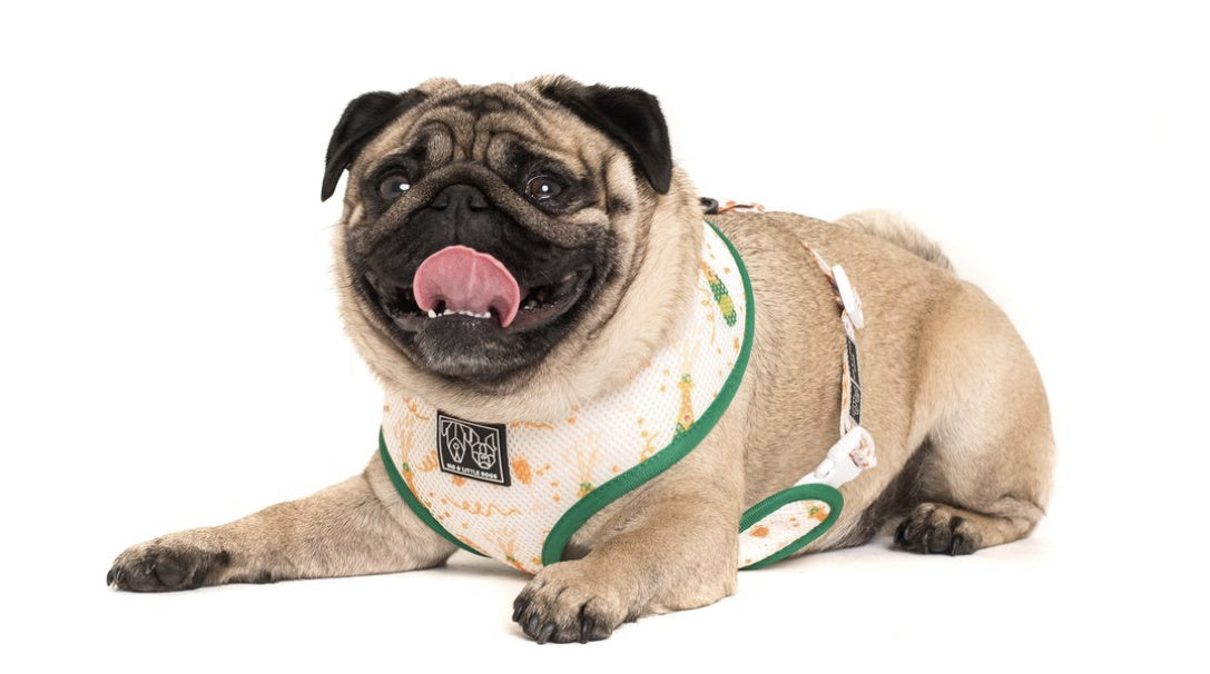 Big and Little Dogs Reversible Harness Silly Season ( XS, S & M ) - Premium hondentuig > honden harnas from Big and Little Dogs - Just €10! Shop now at Frenkiezdogshop
