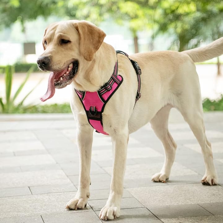 Frenkiez reflective Y tuig no pull dogharness Fuchsia - Premium hondentuig > honden harnas from Frenkiez - Just €30! Shop now at Frenkiezdogshop