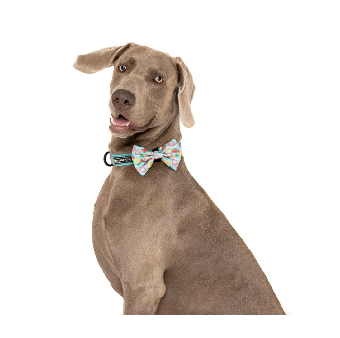 Big and Little Dogs Halsband A Splashing Good Time ( XSMALL ) - Premium halsband > hondenhalsband from Big and Little Dogs - Just €10! Shop now at Frenkiezdogshop