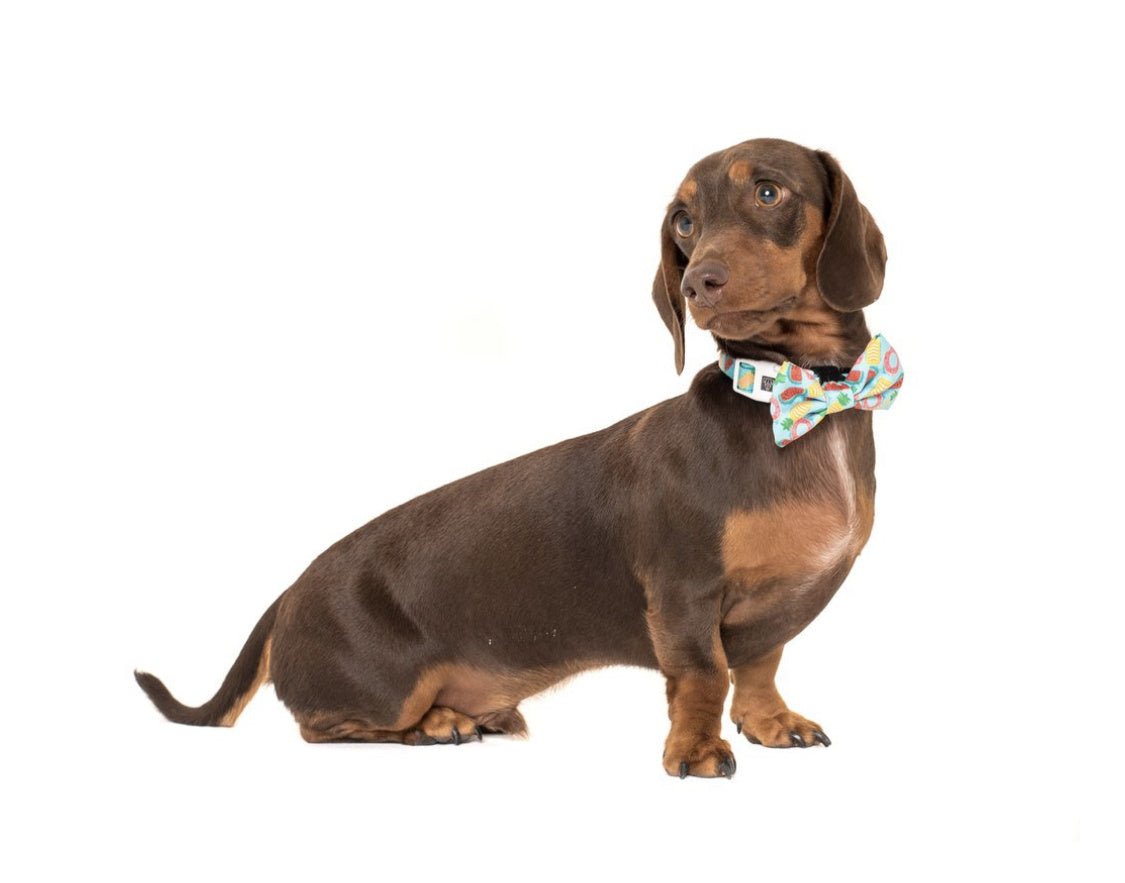 Big and Little Dogs Halsband A Splashing Good Time ( XSMALL ) halsband > hondenhalsband X - Small