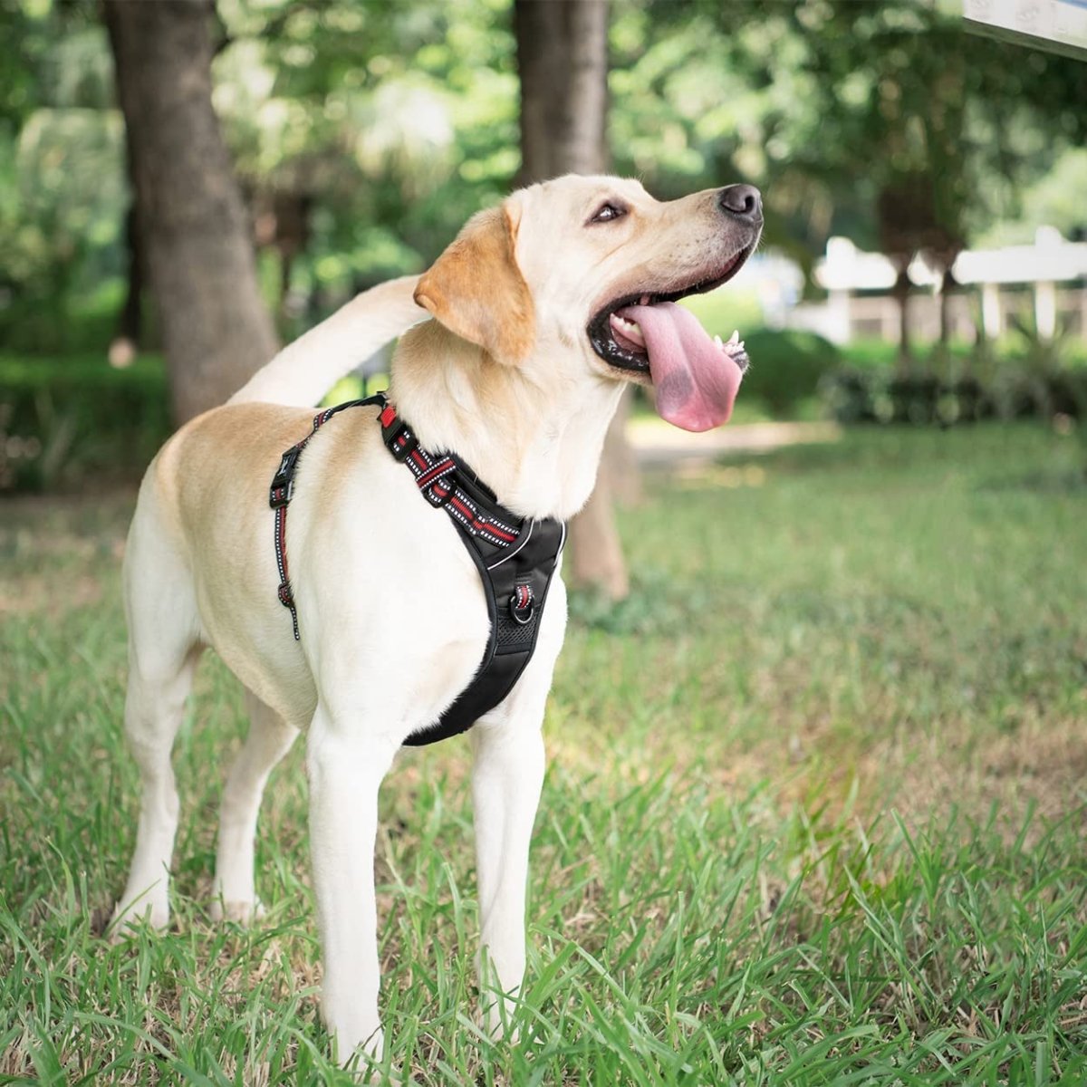 Frenkiez reflective Y tuig no pull dogharness black/red hondentuig > honden harnas > Y tuigen Small