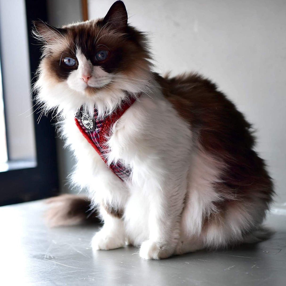 Catspia Katten Tuigje Neve Harness Wine - Premium Kattentuig > kattenharnas from Catspia - Just €20! Shop now at Frenkiezdogshop