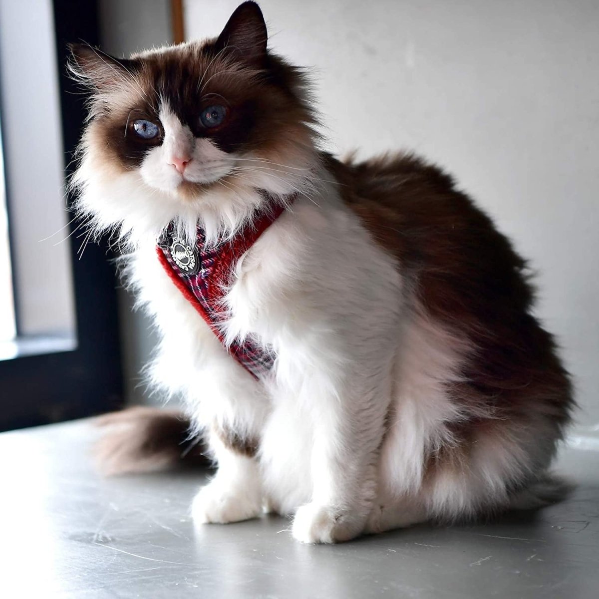 Catspia Katten Tuigje Neve Harness Wine Kattentuig > kattenharnas X - Small