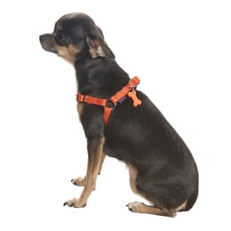 Bobby SAFE harness Orange - Premium hondentuig > honden harnas from Bobby - Just €10! Shop now at Frenkiezdogshop