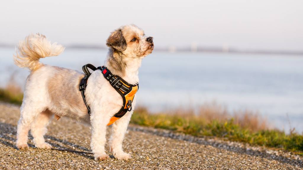 Frenkiez reflective Y tuig dog harness orange - Premium hondentuig > honden harnas from Frenkiez - Just €20! Shop now at Frenkiezdogshop