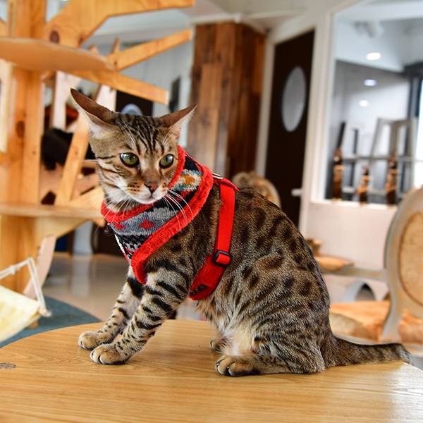 Catspia Katten Tuigje Penelope Harness Red ( LARGE ) - Premium Kattentuig > kattenharnas from Catspia - Just €20! Shop now at Frenkiezdogshop
