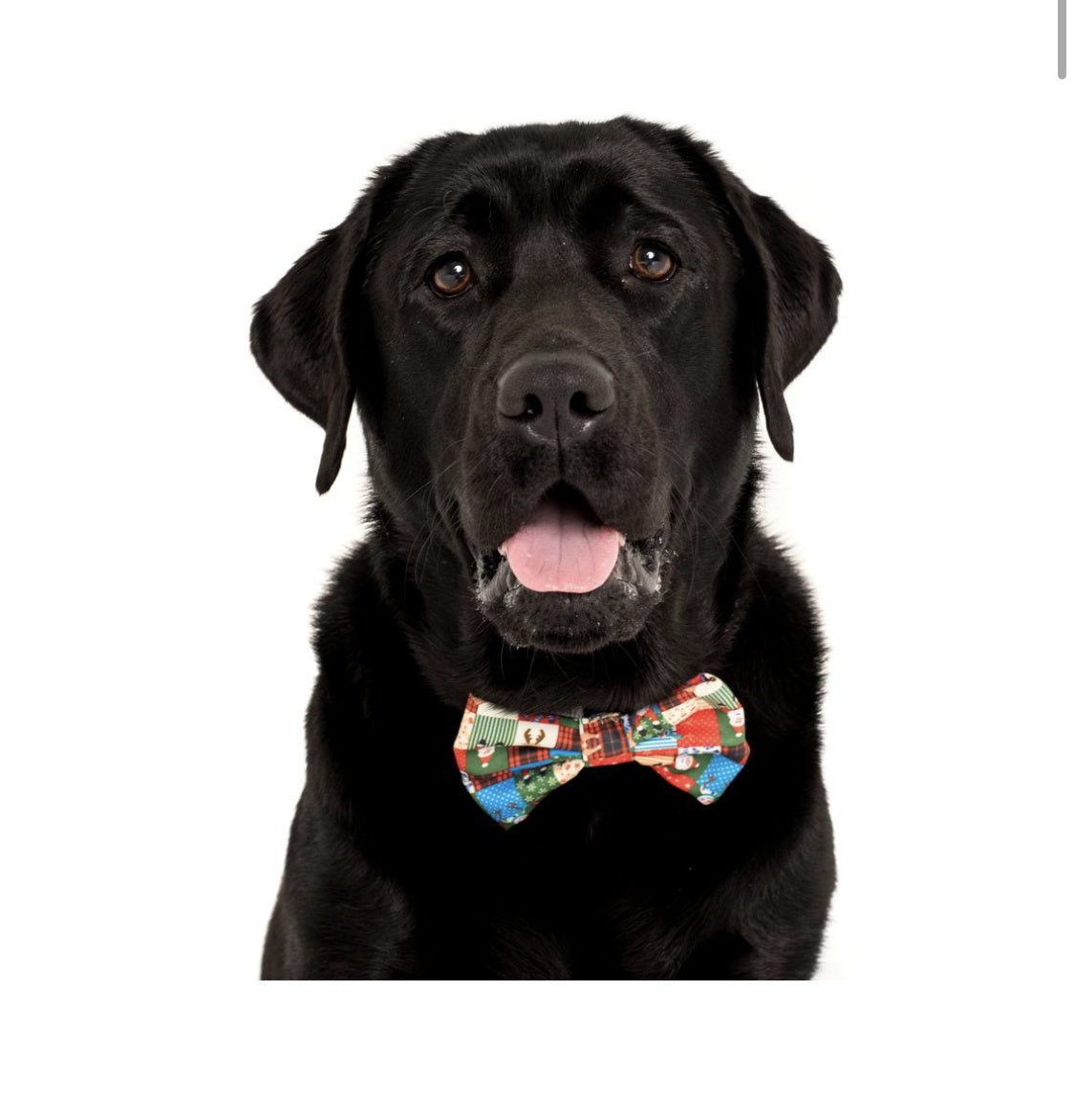 Big and Little Dogs Halsband Silly Season ( XS & M ) - Premium halsband > hondenhalsband from Big and Little Dogs - Just €10! Shop now at Frenkiezdogshop