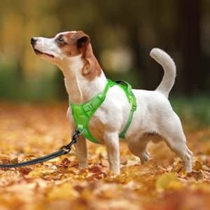 Frenkiez Y tuig dogharness reflective Neon Green ( matching straps ) hondentuig > honden harnas > Y tuigen Small