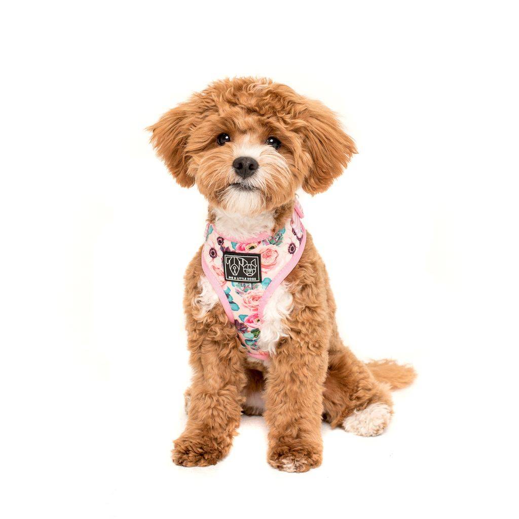 Big and Little Dogs Adjustable I'm A Succa For You ( XLARGE ) - Premium hondentuig > honden harnas from Big and Little Dogs - Just €10! Shop now at Frenkiezdogshop