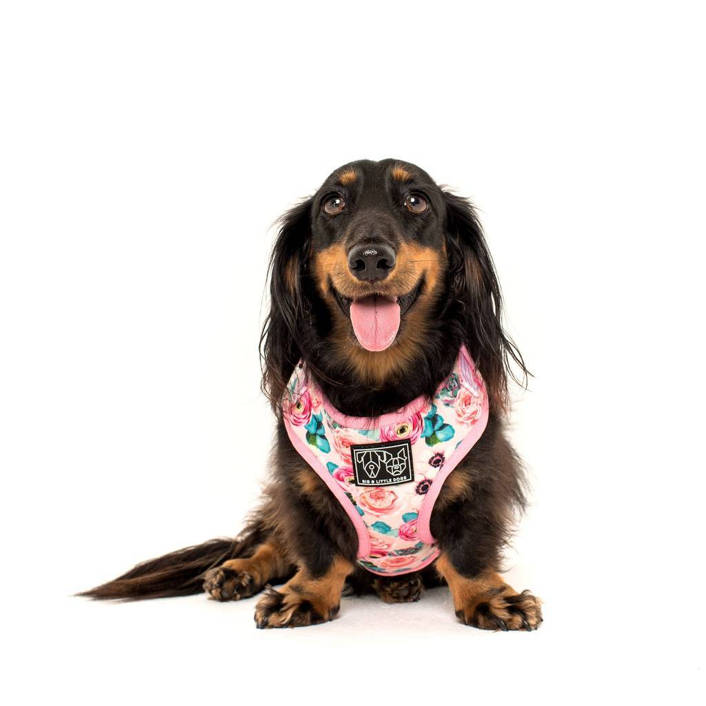Big and Little Dogs Adjustable I'm A Succa For You ( XLARGE ) - Premium hondentuig > honden harnas from Big and Little Dogs - Just €10! Shop now at Frenkiezdogshop