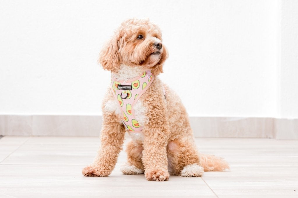 Big and Little Dogs Let's Avo Cuddle - Premium hondentuig > honden harnas from Big and Little Dogs - Just €10! Shop now at Frenkiezdogshop