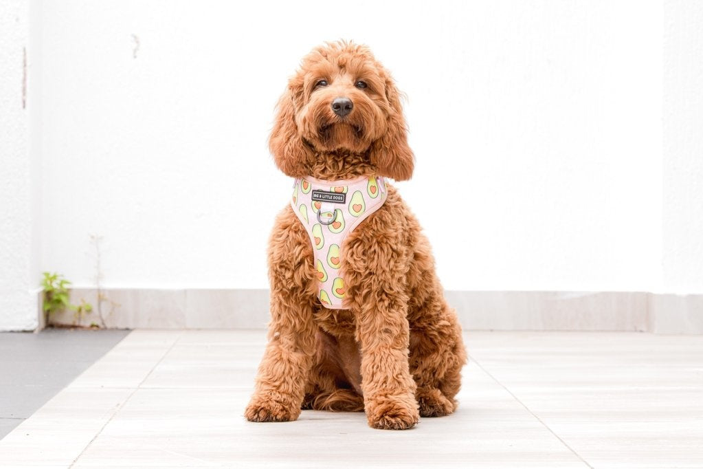 Big and Little Dogs Let's Avo Cuddle - Premium hondentuig > honden harnas from Big and Little Dogs - Just €10! Shop now at Frenkiezdogshop
