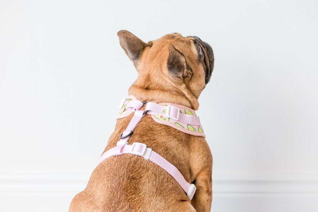 Big and Little Dogs Let's Avo Cuddle - Premium hondentuig > honden harnas from Big and Little Dogs - Just €10! Shop now at Frenkiezdogshop